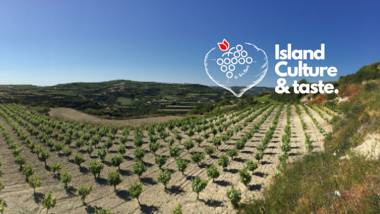 Cyprus vineyards - essence of island charm